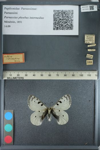 Media type: image;   Entomology 174304